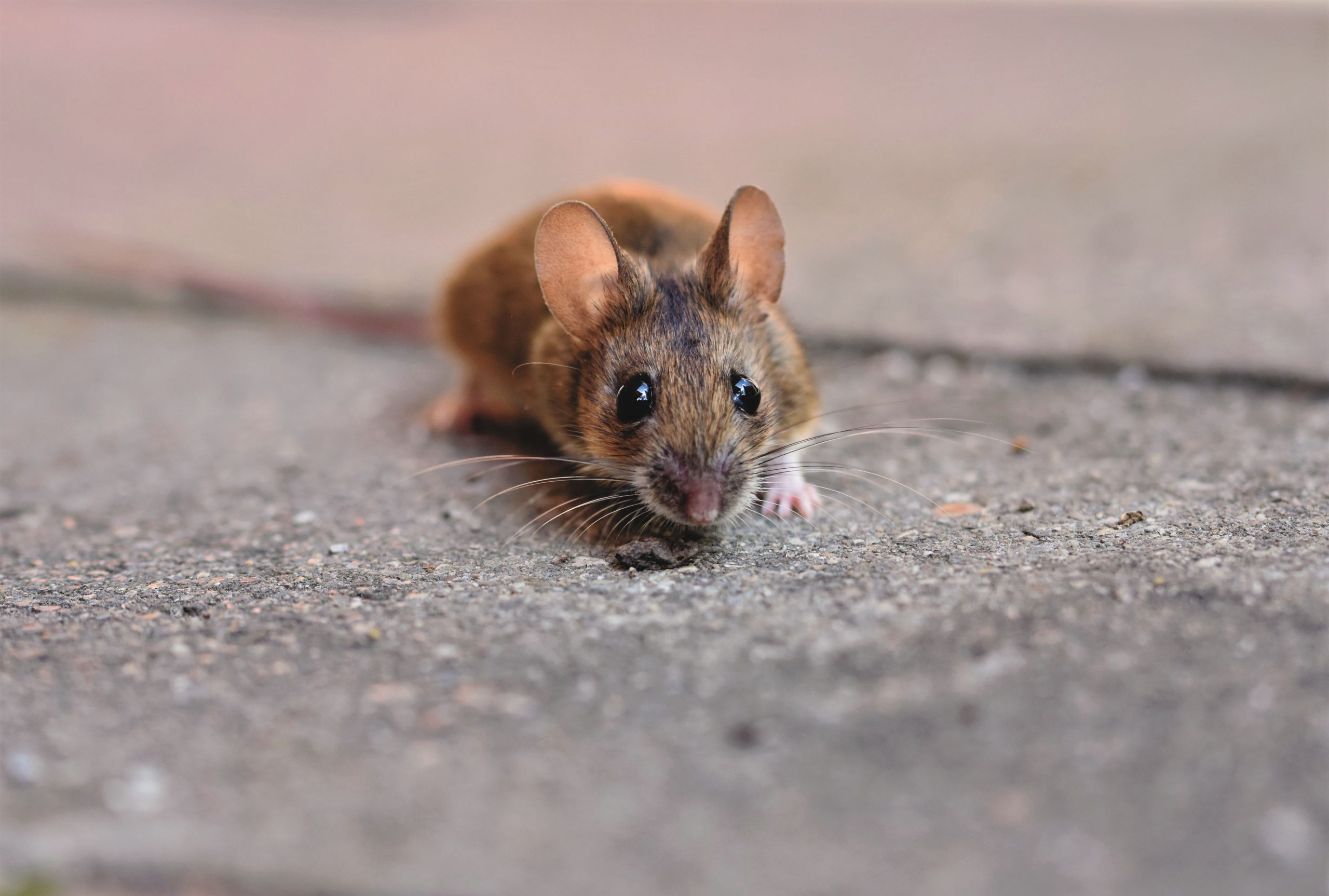 Souris grise sur surface béton texturée